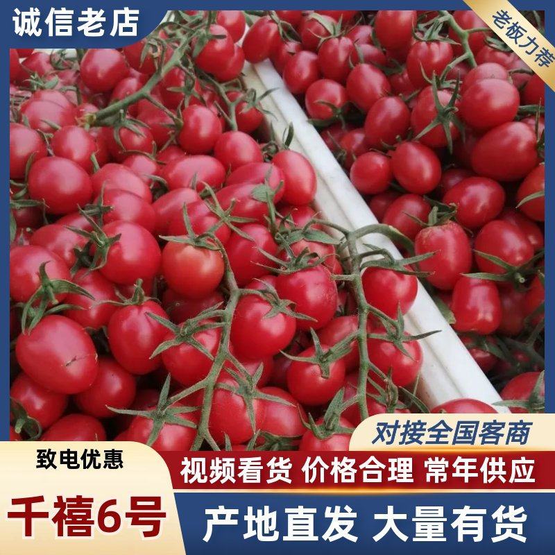 千禧圣女果6号/莘县小番茄/山东圣女果/电商～商超～团购
