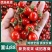 釜山88圣女果/小番茄/山东圣女果/基地现摘现发/全国发