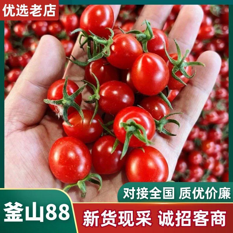 釜山88圣女果/小番茄/山东圣女果/基地现摘现发/全国发