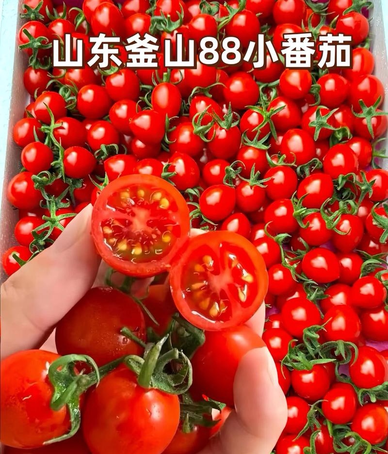 釜山88圣女果/小番茄/山东圣女果/基地现摘现发/全国发