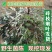 新鲜现采当季正月茵陈承接各大平台商超订单一件也是代发价