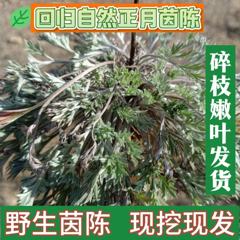 新鲜现采当季正月茵陈承接各大平台商超订单一件也是代发价