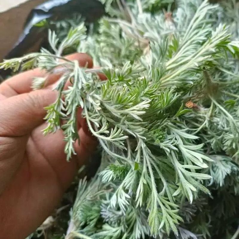 新鲜现采当季正月茵陈承接各大平台商超订单一件也是代发价