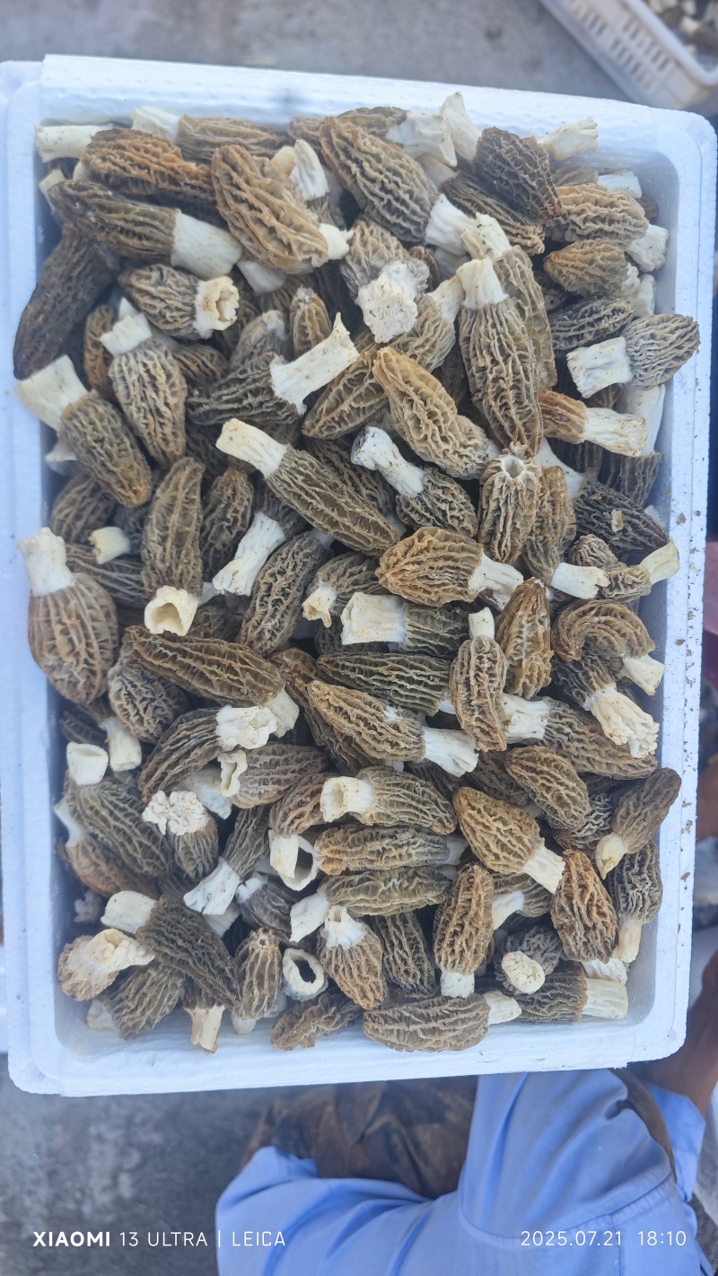 鲜羊肚菌