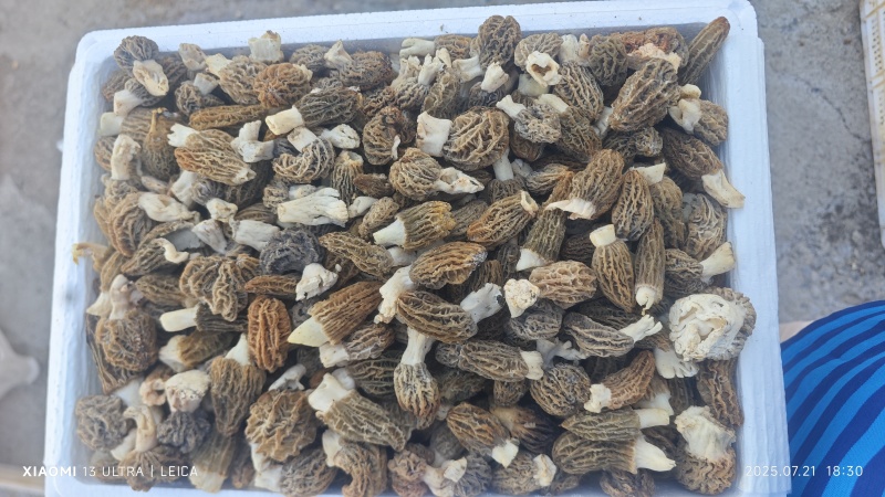 鲜羊肚菌