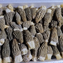 鲜羊肚菌