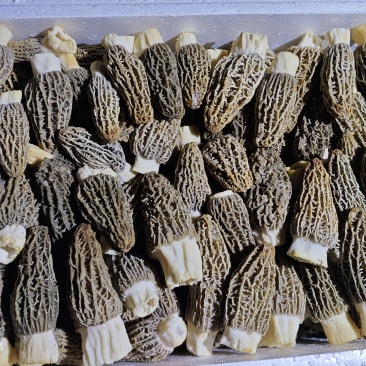 鲜羊肚菌