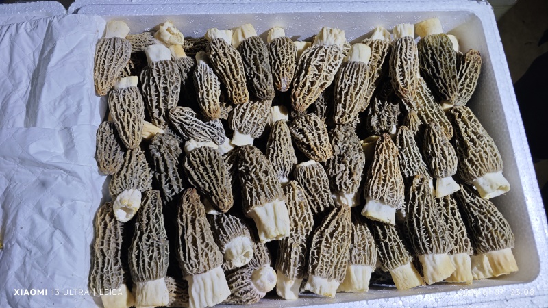 鲜羊肚菌