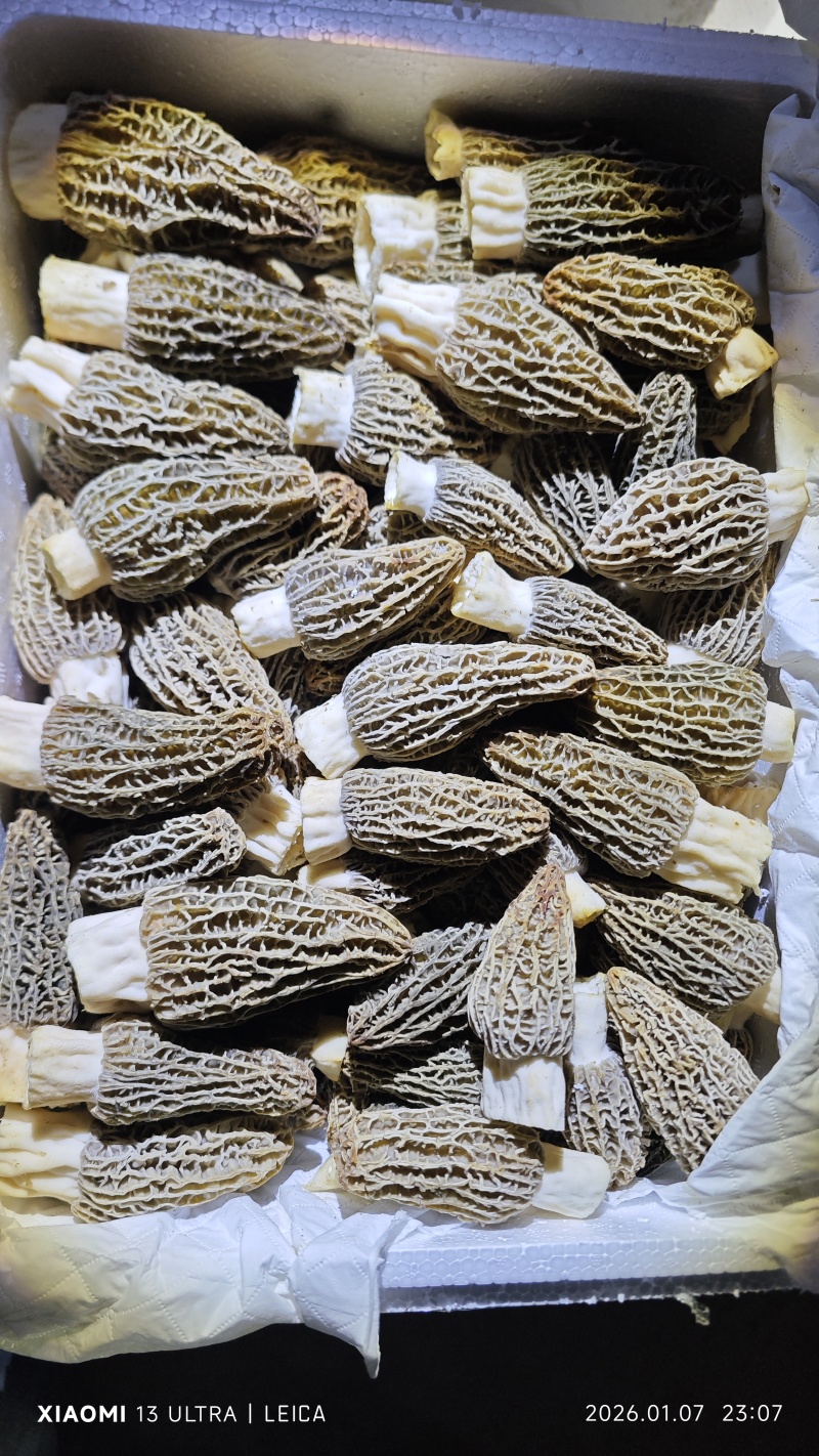 鲜羊肚菌
