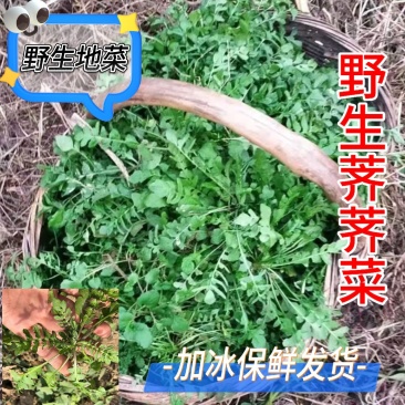 荠荠菜承接各大平台订单一件也是批发价