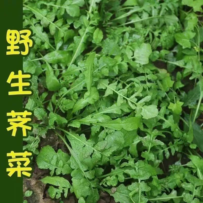 荠荠菜承接各大平台订单一件也是批发价