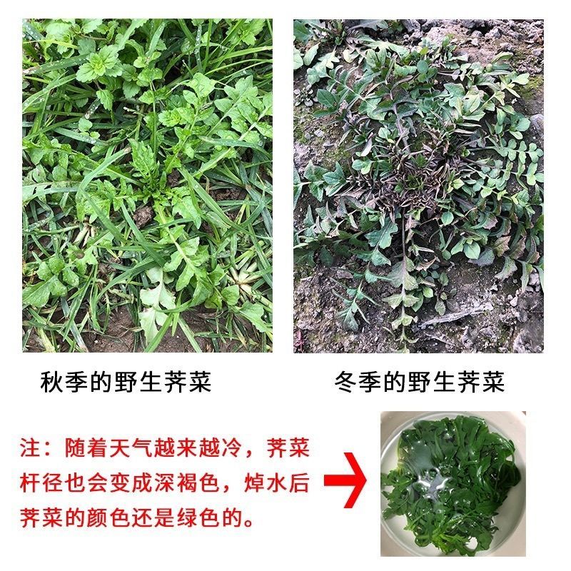 荠荠菜承接各大平台订单一件也是批发价