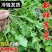 荠荠菜承接各大平台订单一件也是批发价