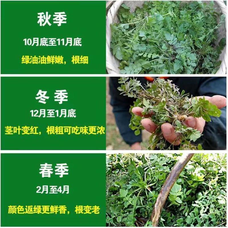 荠荠菜承接各大平台订单一件也是批发价
