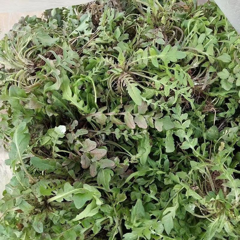 荠荠菜承接各大平台订单一件也是批发价