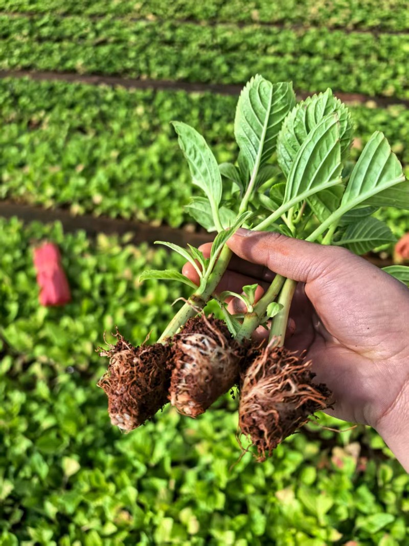 各种玫瑰花苗，绿化种种植苗木有