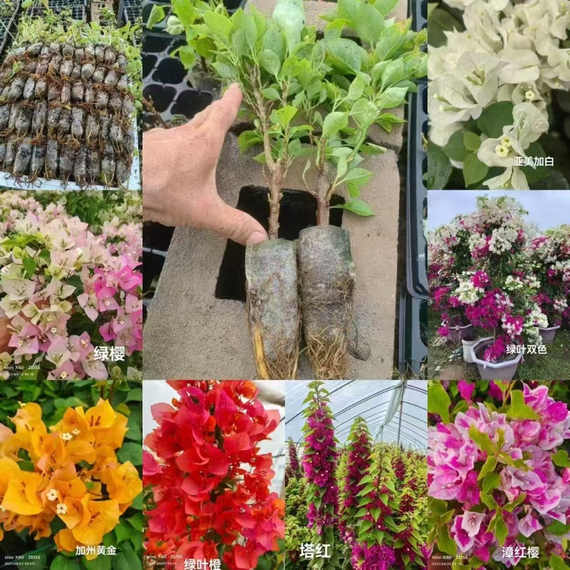 各种玫瑰花苗，绿化种种植苗木有