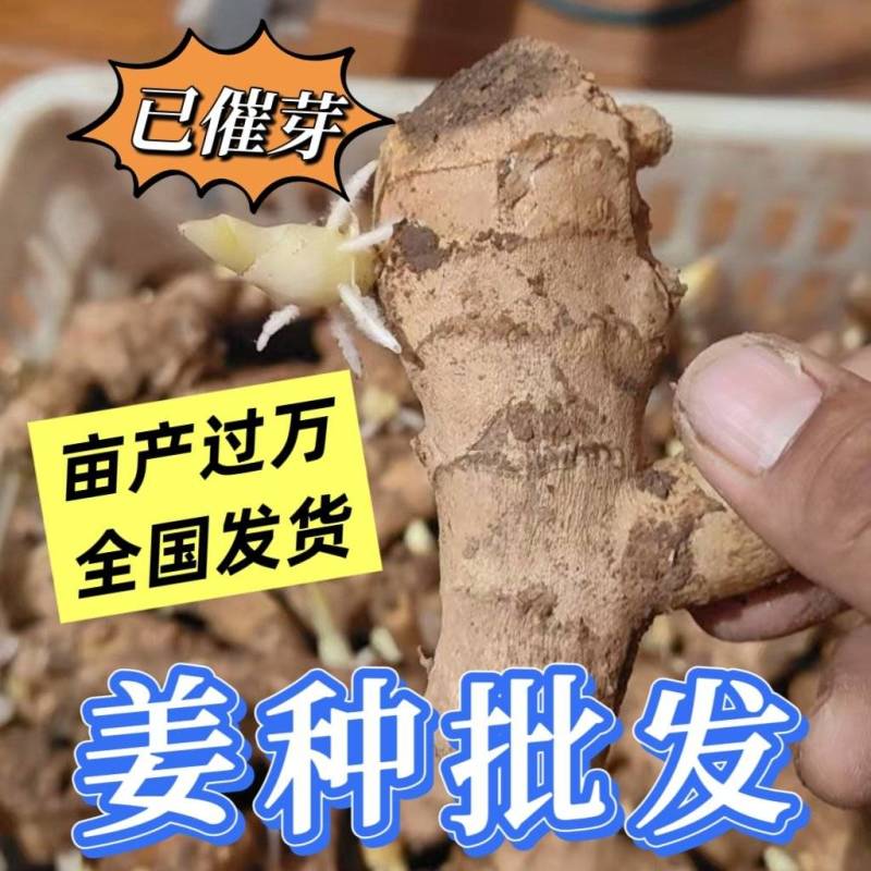生姜种子/姜种批发【大/二黄姜种/山农一号/368高产】
