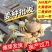 姜种批发【已催芽/即买即种】大/二黄姜种/山农一号姜种