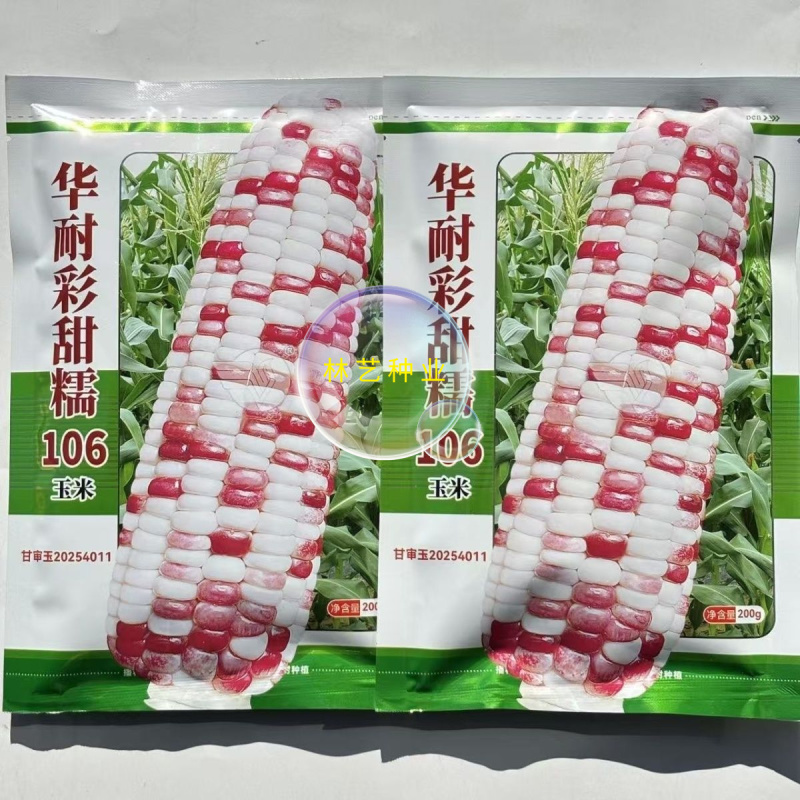 华耐彩甜糯106玉米种子春播鲜食玉米种籽糯粘苞米彩色玉米