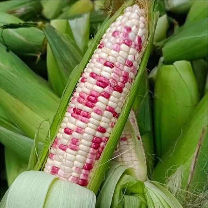 华耐糯玉4号玉米种子皮薄糯甜软粘鲜食紫白彩糯玉米种籽春秋
