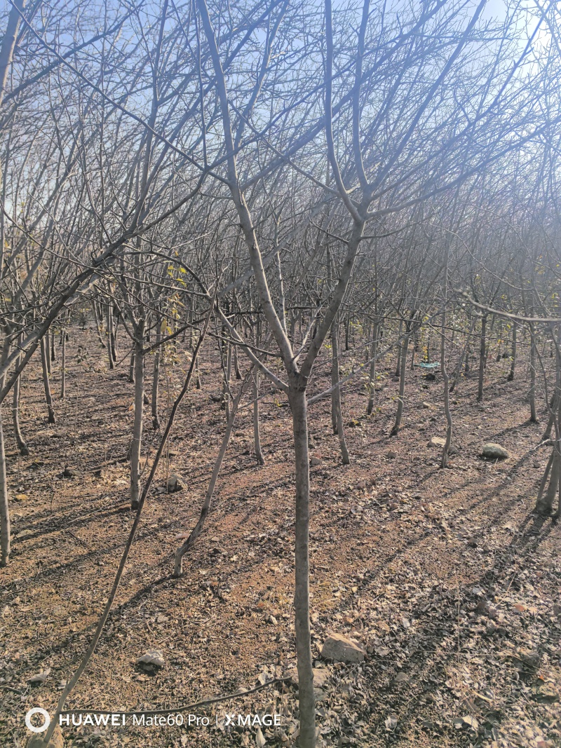 5到15公分冬果海棠绚丽海棠，西府海棠大量出货