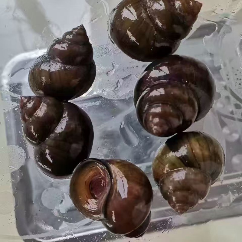 大量现货大田螺