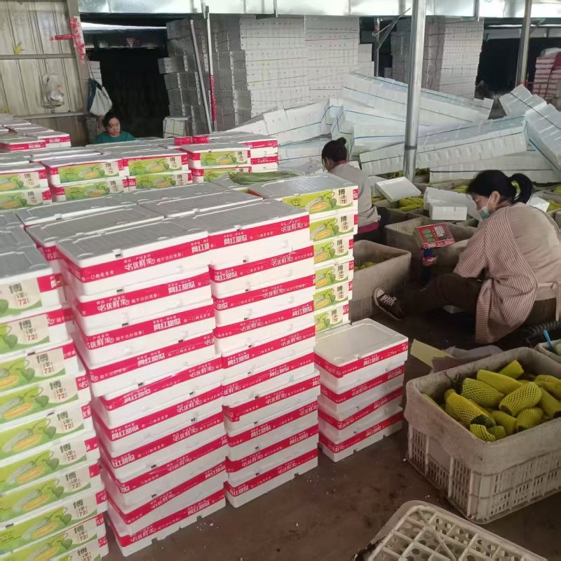 博洋72甜高温大棚大量上市糖度高14一16个诚信代办