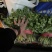 精品大叶香菜
