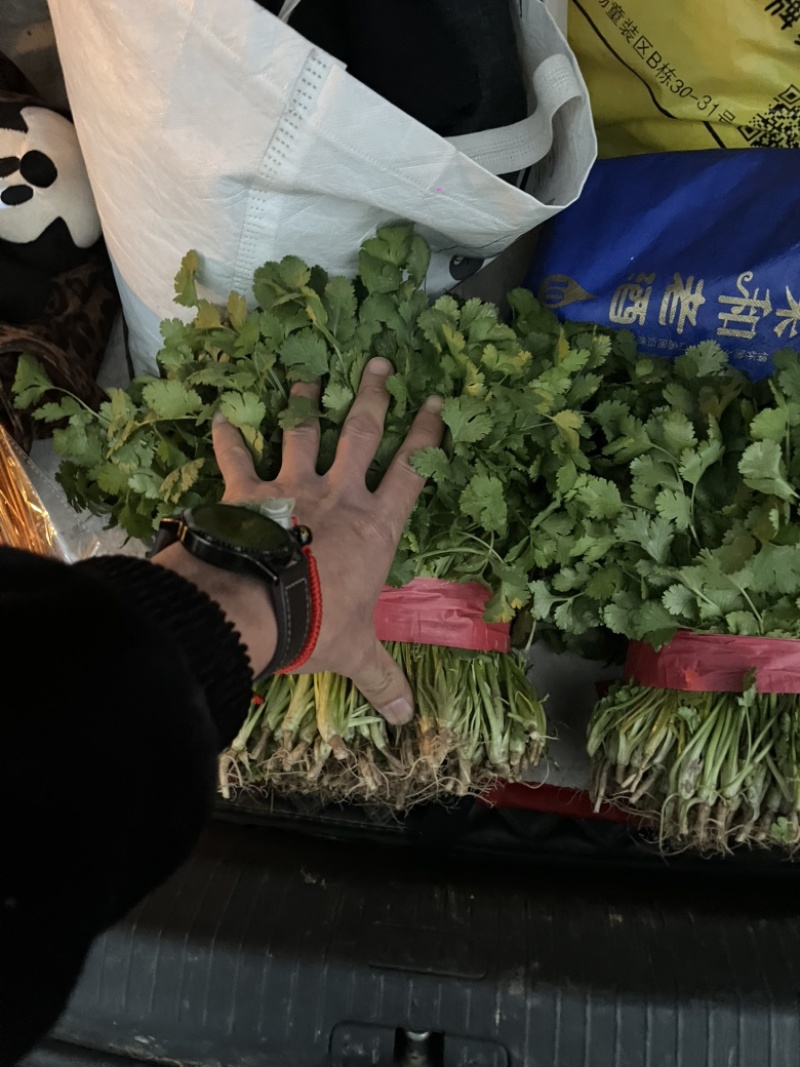 精品大叶香菜