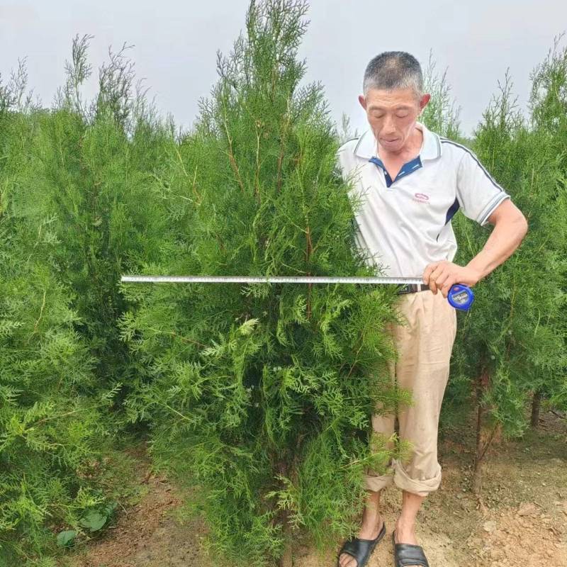 侧柏苗、山东刺柏苗、基地直供现挖现发、质量嘎嘎一嘎斯