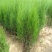 侧柏苗、山东刺柏苗、基地直供现挖现发、质量嘎嘎一嘎斯