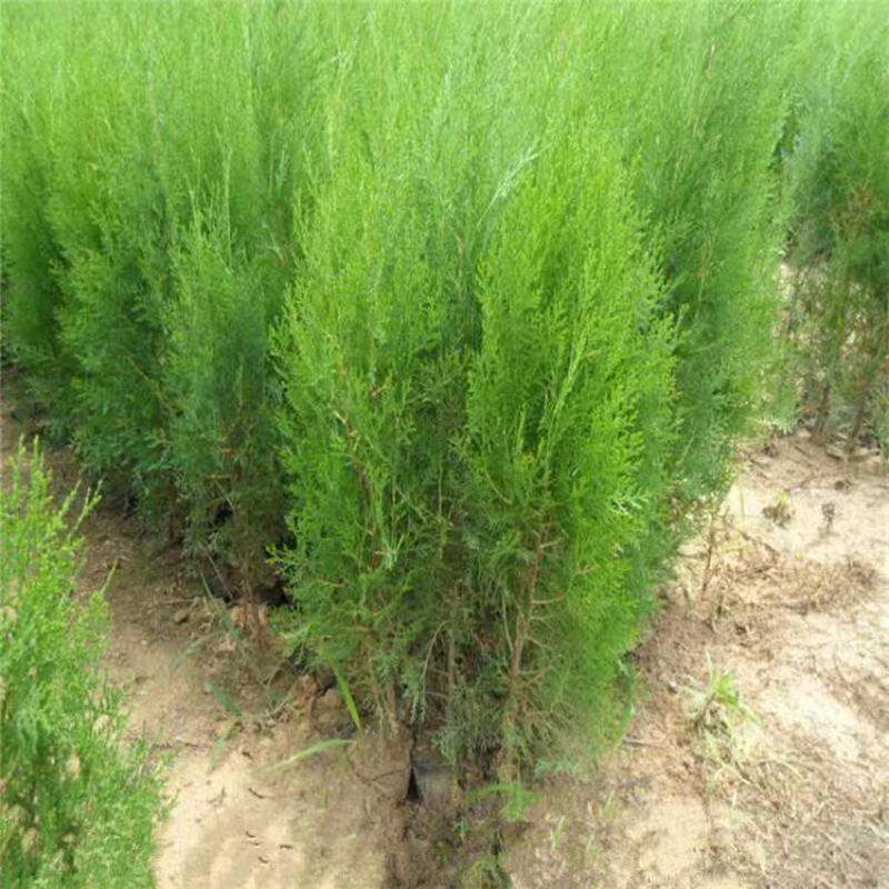侧柏苗、山东刺柏苗、基地直供现挖现发、质量嘎嘎一嘎斯