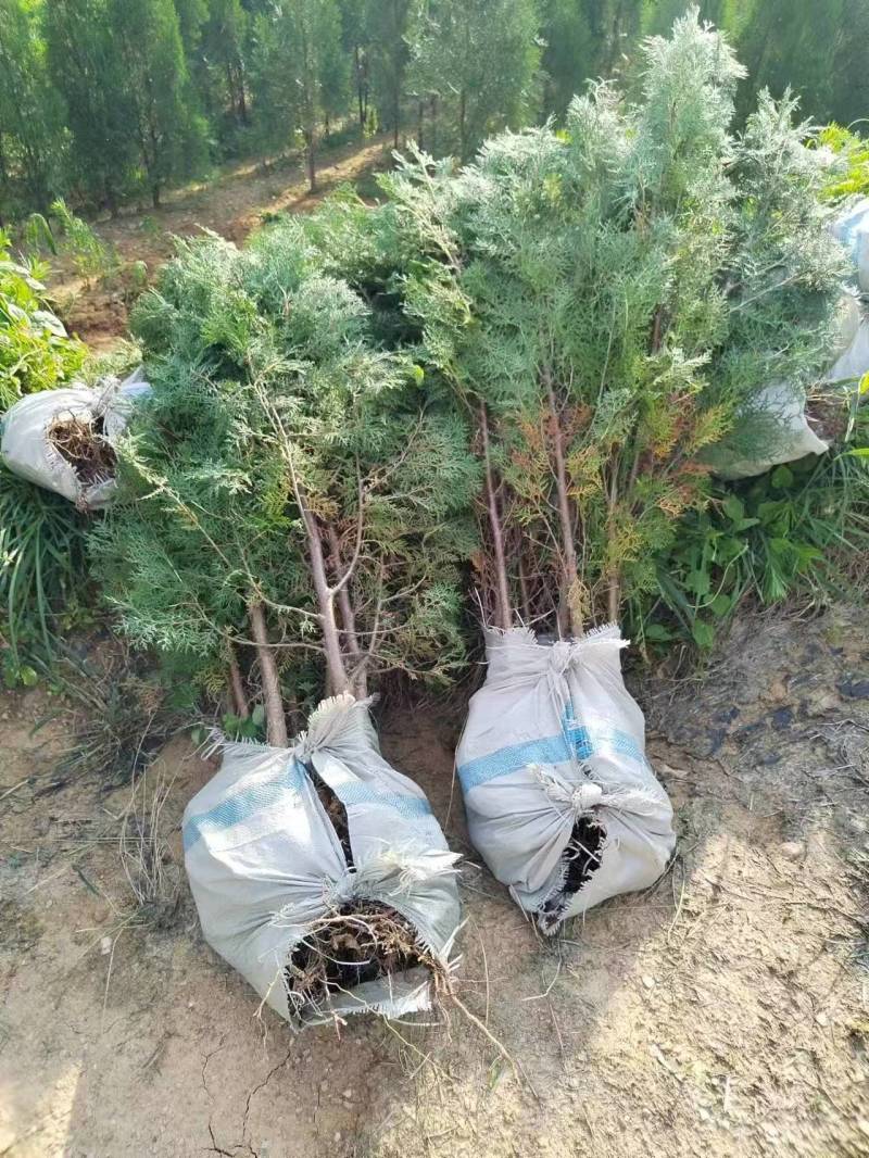侧柏苗、山东刺柏苗、基地直供现挖现发、质量嘎嘎一嘎斯