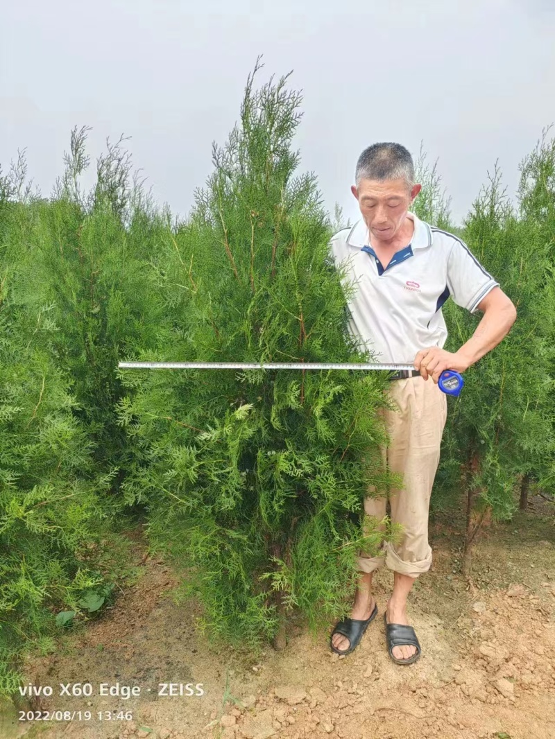 侧柏苗、山东刺柏苗、基地直供现挖现发、质量嘎嘎一嘎斯