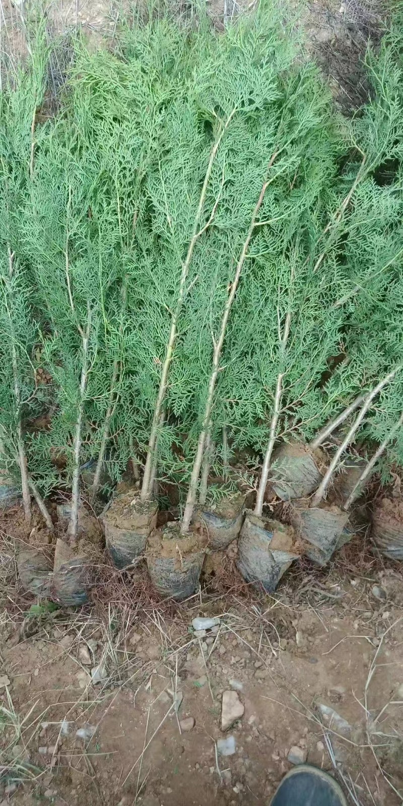 侧柏苗、山东刺柏苗、基地直供现挖现发、质量嘎嘎一嘎斯