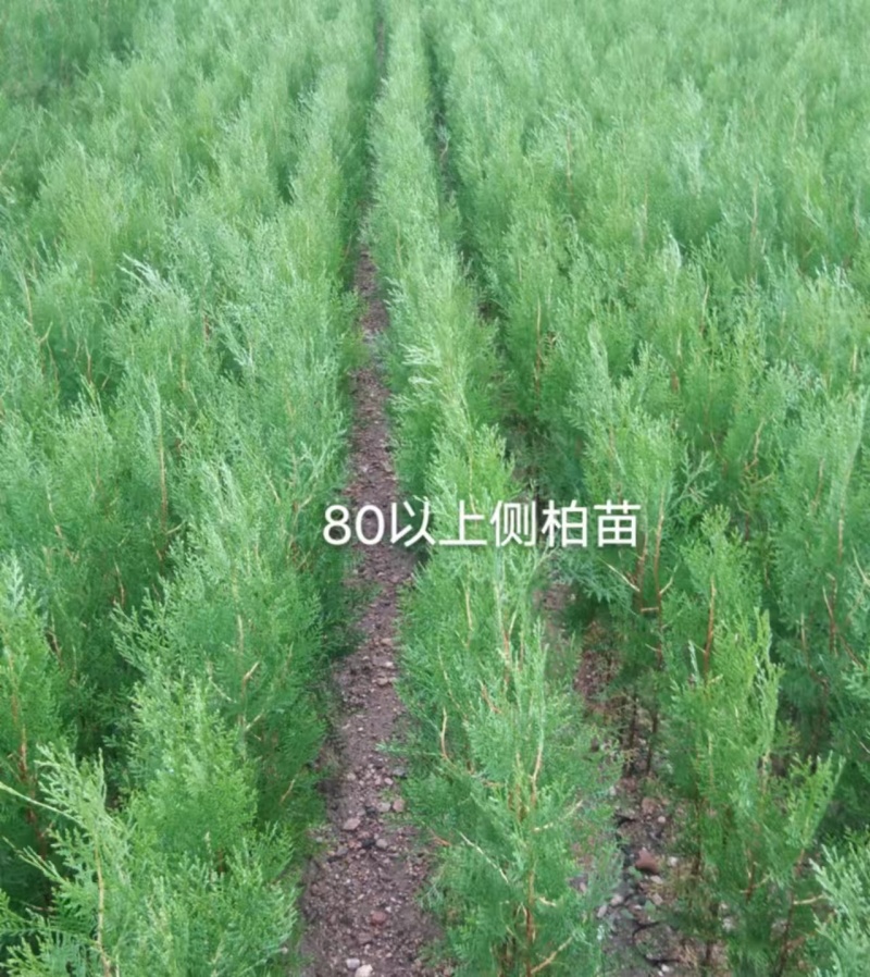 侧柏苗、山东刺柏苗、基地直供现挖现发、质量嘎嘎一嘎斯