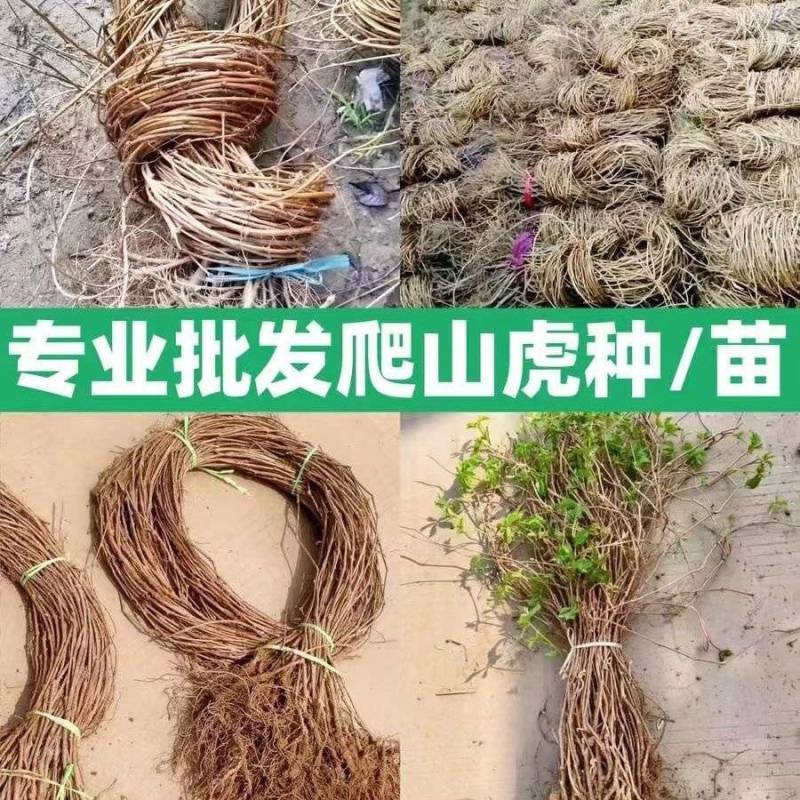 爬山虎苗，爬山虎，爬藤植物爬山虎，五叶地锦苗，绿化苗木