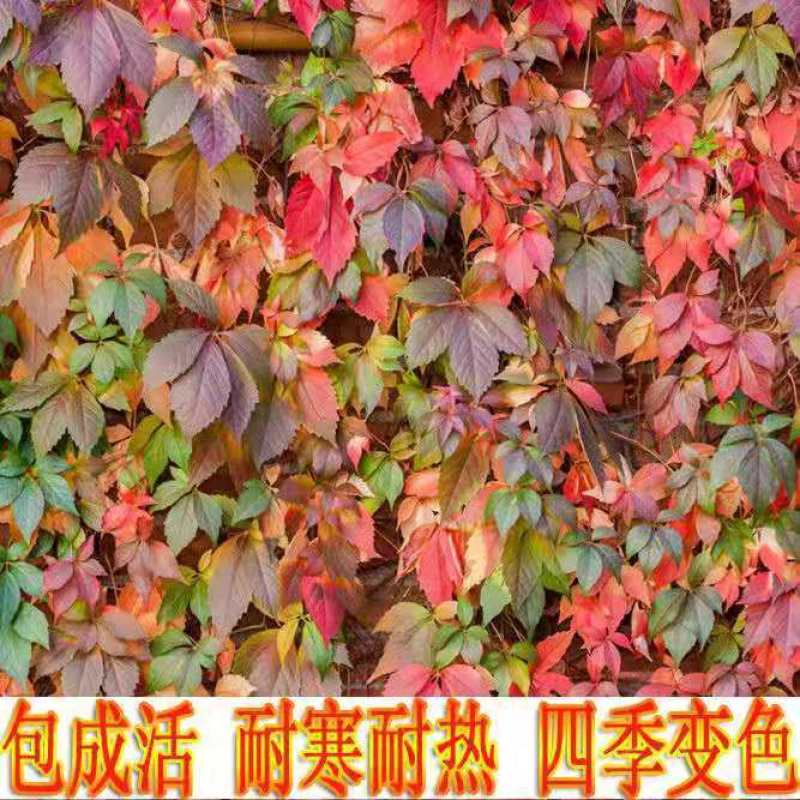 爬山虎苗，爬山虎，爬藤植物爬山虎，五叶地锦苗，绿化苗木