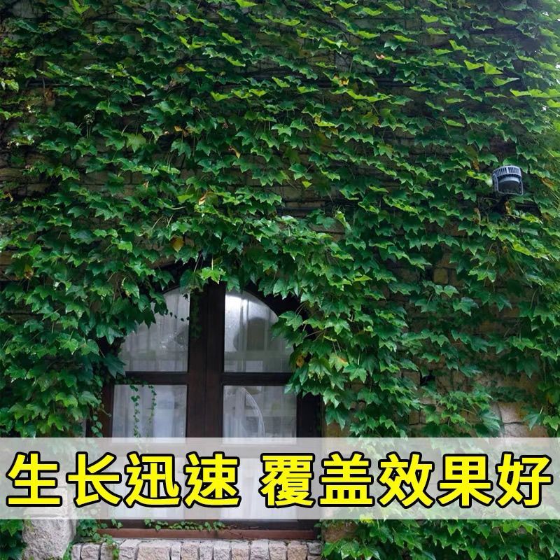爬山虎苗，爬山虎，爬藤植物爬山虎，五叶地锦苗，绿化苗木