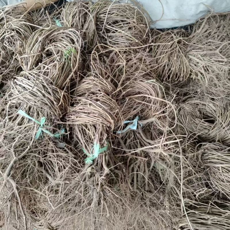 爬山虎苗，爬山虎，爬藤植物爬山虎，五叶地锦苗，绿化苗木