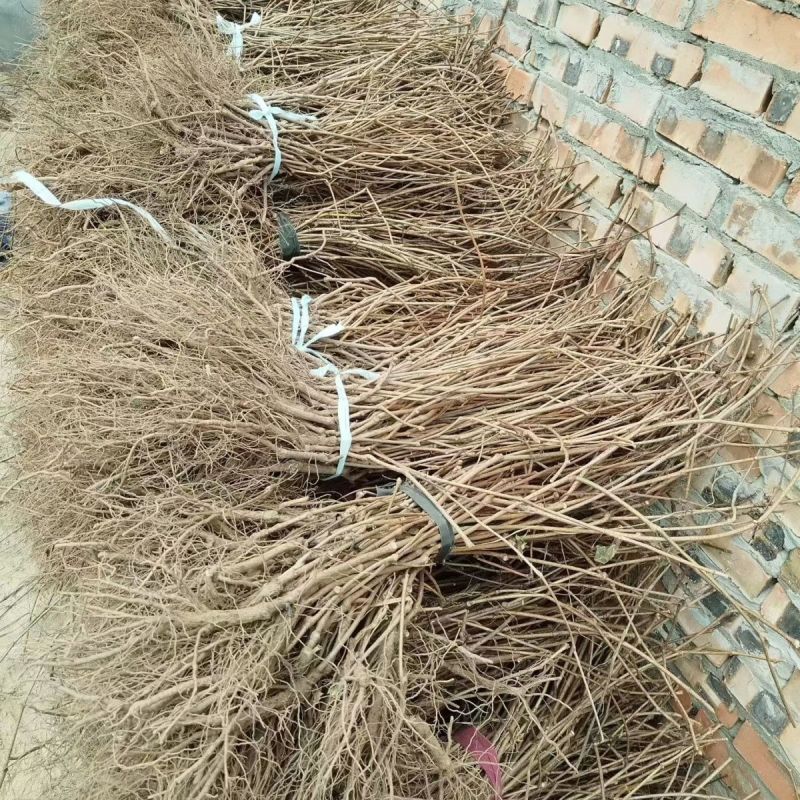 爬山虎苗，爬山虎，爬藤植物爬山虎，五叶地锦苗，绿化苗木