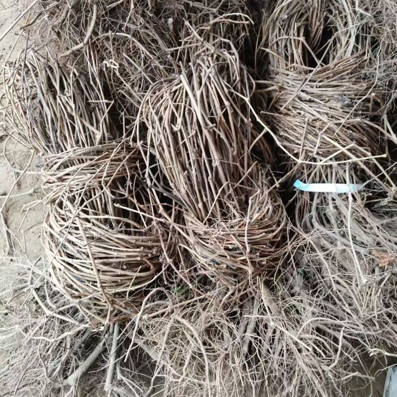 爬山虎苗，爬山虎，爬藤植物爬山虎，五叶地锦苗，绿化苗木