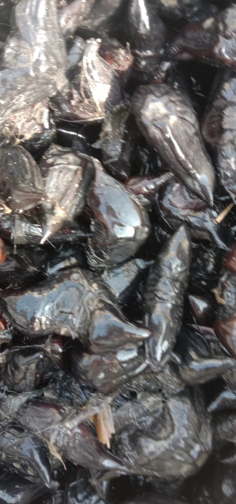 高产早熟红菱种子数量有限，要的老板抓紧预定。牛角菱也有。
