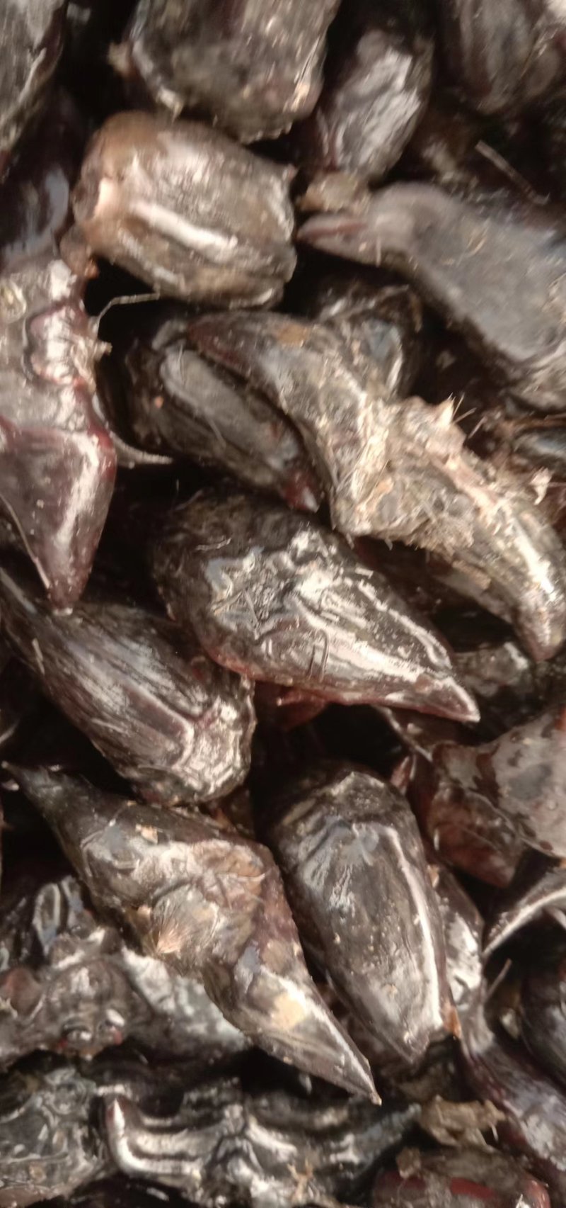 高产早熟红菱种子数量有限，要的老板抓紧预定。牛角菱也有。