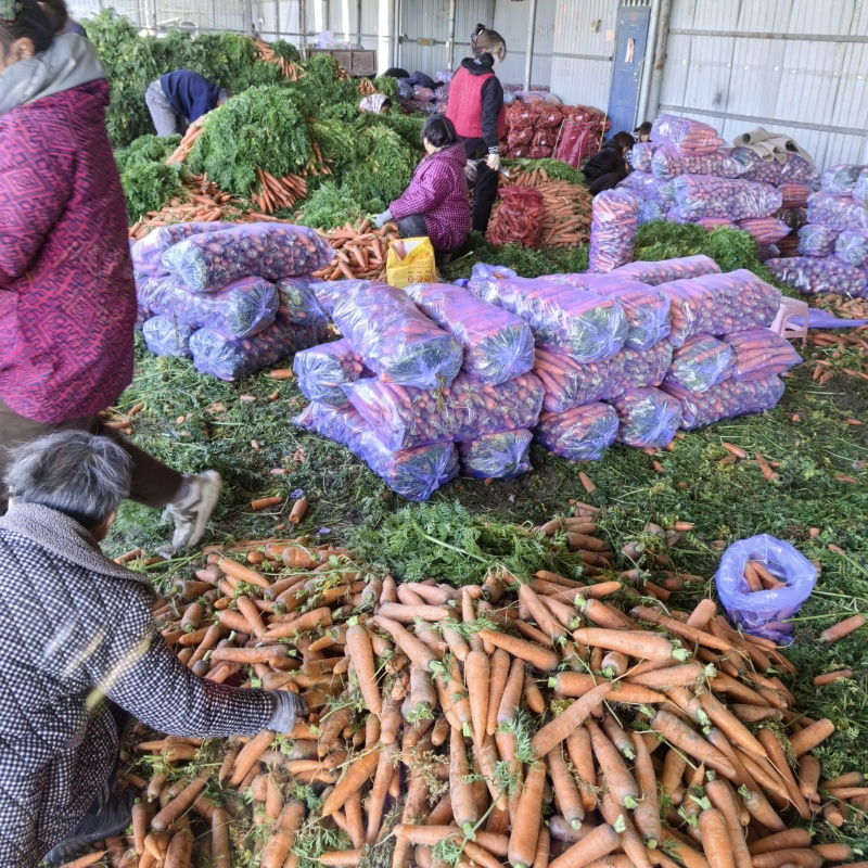 大量供应沙地胡萝卜先挖现发保证质量一手货源