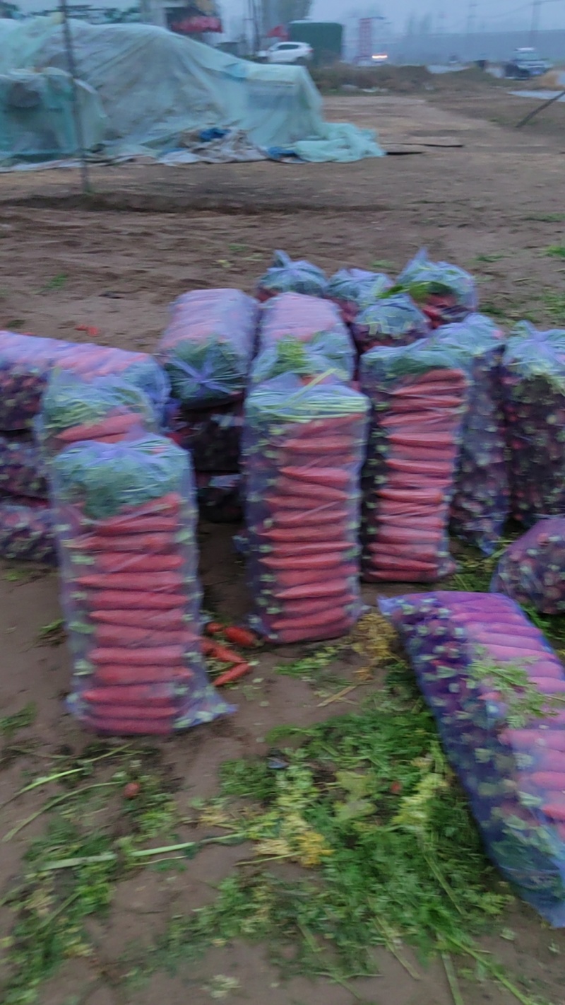 大量供应沙地胡萝卜先挖现发保证质量一手货源