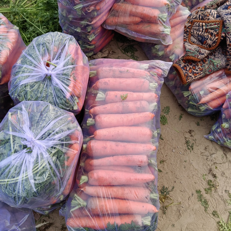 大量供应沙地胡萝卜先挖现发保证质量一手货源