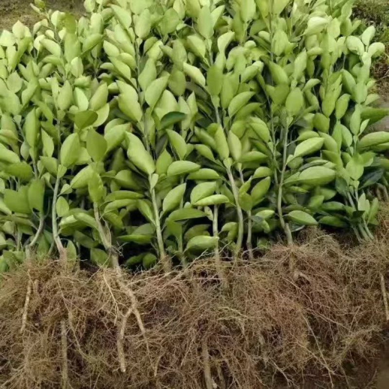 安福正宗金兰柚苗