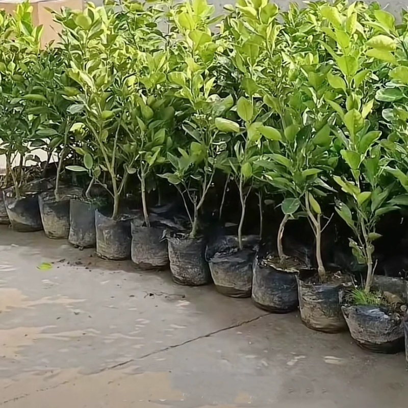 安福正宗金兰柚苗